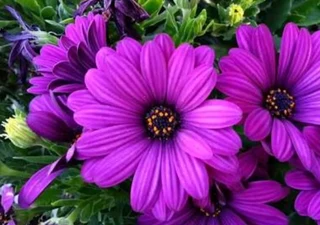 The Rusty Garden Barrow Nursery