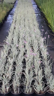 The Rusty Garden Barrow Nursery