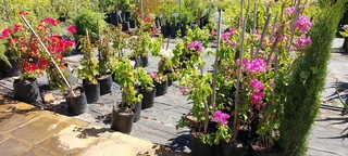 Potting soil R24 per 20dm3 bag ::: Nursery