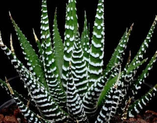 Potting soil R24 per 20dm3 bag ::: Nursery