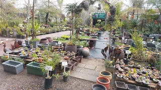 Garden Cement Pots at LOWEST prices ::: Nursery