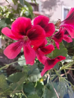 Garden nursery ::: Cheap plants