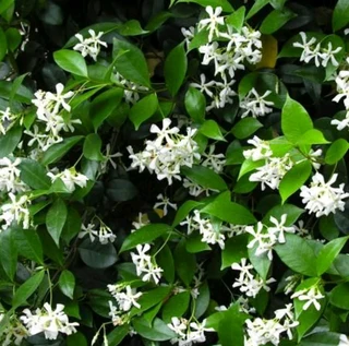 Garden nursery ::: Cheap plants