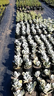 Garden nursery ::: Cheap plants