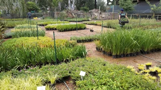 Garden nursery ::: Cheap plants