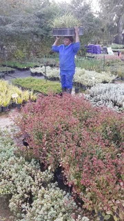 Garden nursery ::: Cheap plants