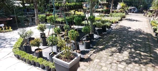 Garden nursery ::: Cheap plants