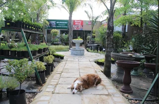 Garden nursery ::: Cheap plants