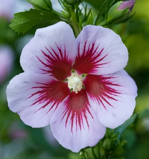 Plants At Great Prices ::: Nursery