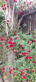 Kraalmanure R25 in 30dm3 bag ::: Nursery