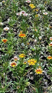 Gazania SPECIAL R18 in 15cm growing pots  ::: Nursery