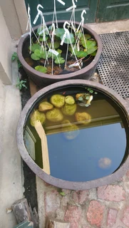 Birdbaths ::: Nursery