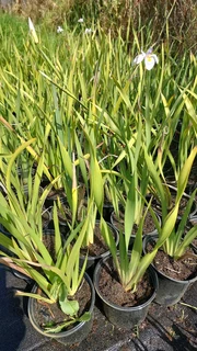 Compost R25 per 30dm3 bag::: Nursery