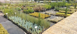 Compost R25 per 30dm3 bag::: Nursery