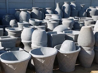 Gazania SPECIAL R18 in 15cm growing pots  ::: Nursery