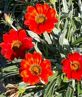 Gazania Special R18 In 15cm Growing Pots  ::: Nursery