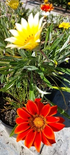 Gazania SPECIAL R18 in 15cm growing pots  ::: Nursery
