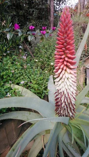 Compost R25 per 30dm3 bag  ::: Nursery