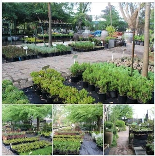 Compost R25 per 30dm3 bag  ::: Nursery