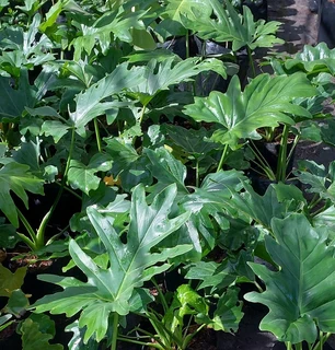 Compost R25 per 30dm3 bag  ::: Nursery