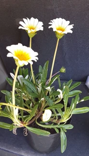 Gazania SPECIAL R18 in 15cm growing pots