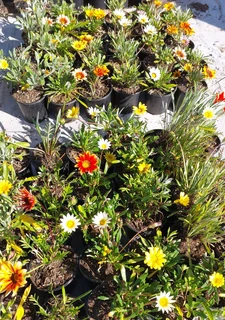Gazania SPECIAL R18 in 15cm growing pots