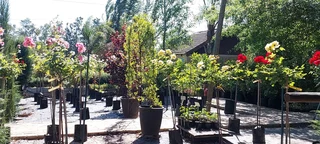 The Rusty Garden Barrow Nursery