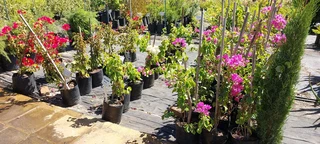 The Rusty Garden Barrow Nursery