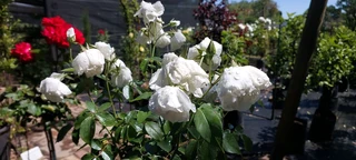 The Rusty Garden Barrow Nursery