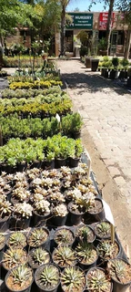 The Rusty Garden Barrow Nursery