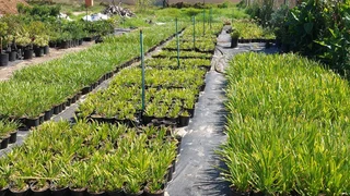 The Rusty Garden Barrow Nursery