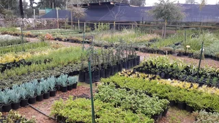 The Rusty Garden Barrow Nursery