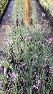 The Rusty Garden Barrow Nursery