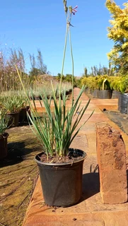 Plants At Cheapest Prices ::: Nursery