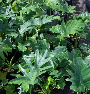 Birdbaths ::: The Cement Pot Factory