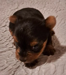 Yorshire Terrier puppies