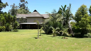 Yorshire Terrier puppies