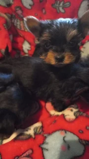 Yorshire Terrier puppies