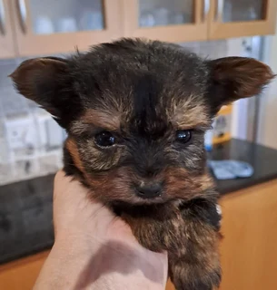 Yorshire Terrier puppies