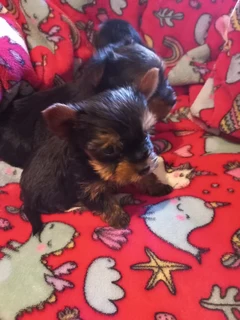 Yorshire Terrier puppies