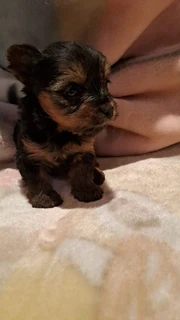 Yorshire Terrier puppies