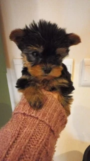 Yorshire Terrier puppies