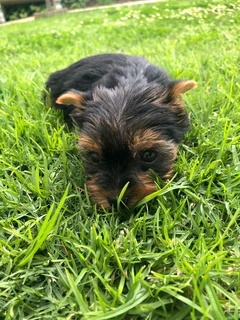 Yorshire Terrier puppies