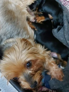 Yorshire Terrier puppies