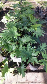 Compost R25 per 30dm3 bag ::: Nursery