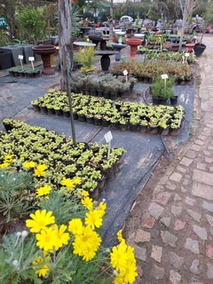 Compost R25 per 30dm3 bag ::: Nursery