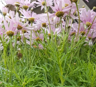 Compost R25 per 30dm3 bag ::: Nursery