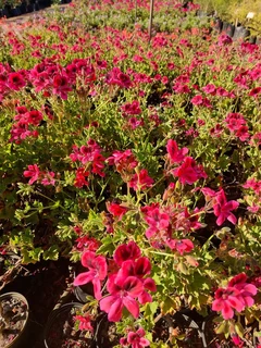 Plants sold and BEST prices ::: Nursery