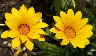 Gazania Special R18 In 15cm Growing Pots ::: Nursery