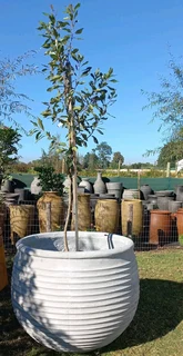 Garden Cement Pots At Factory Prices